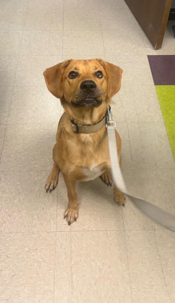 Rosco, Adoptable, Young Male Mixed Breed.