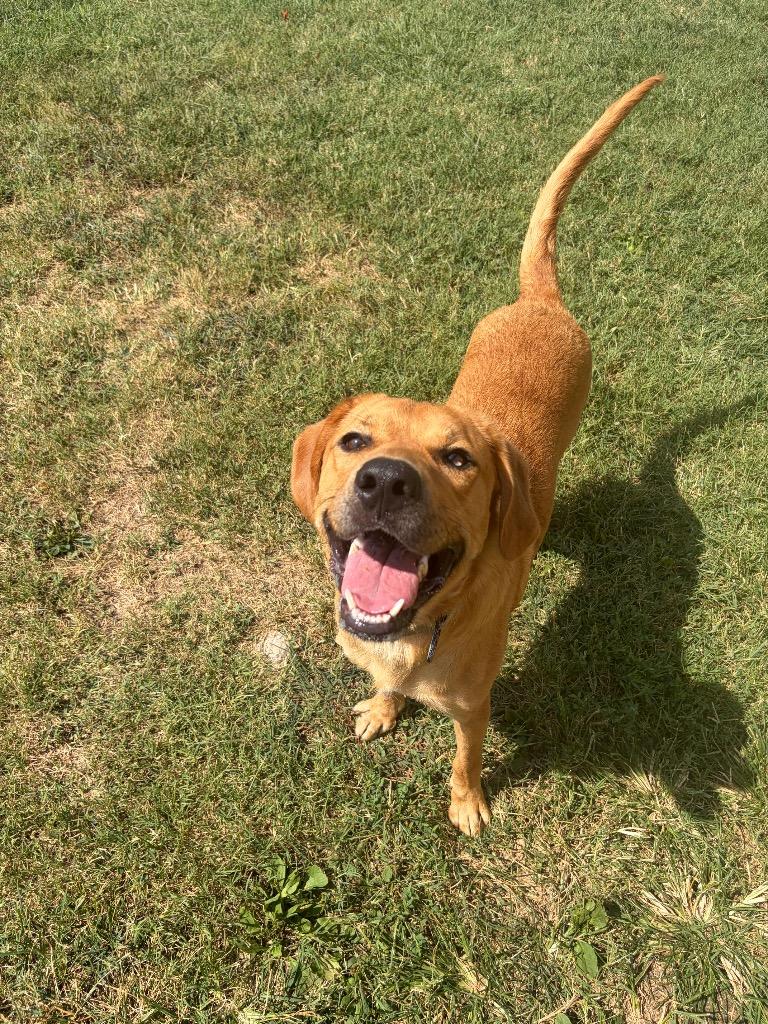 Enlarge Rosco, a Adoptable mixed breed in Gallatin, TN image 2/2