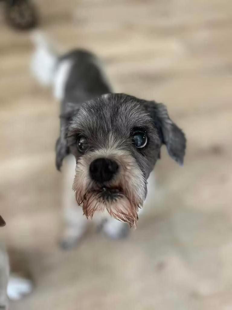 Charlie - in Maine, a Adoptable Shih Tzu in Kennebunkport, ME image 1/3