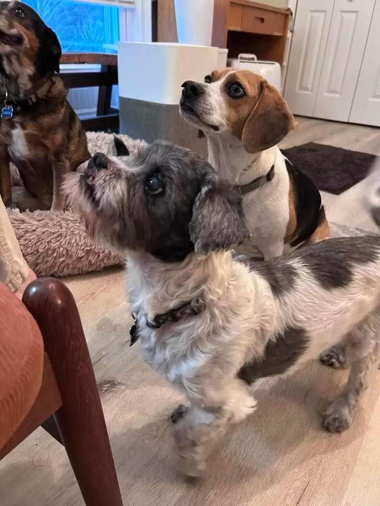 Charlie - in Maine, a Adoptable Shih Tzu in Kennebunkport, ME image 2/3