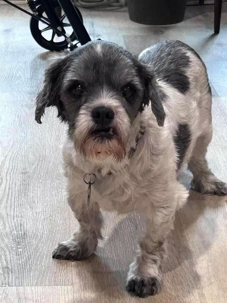 Charlie - in Maine, a Adoptable Shih Tzu in Kennebunkport, ME image 3/3