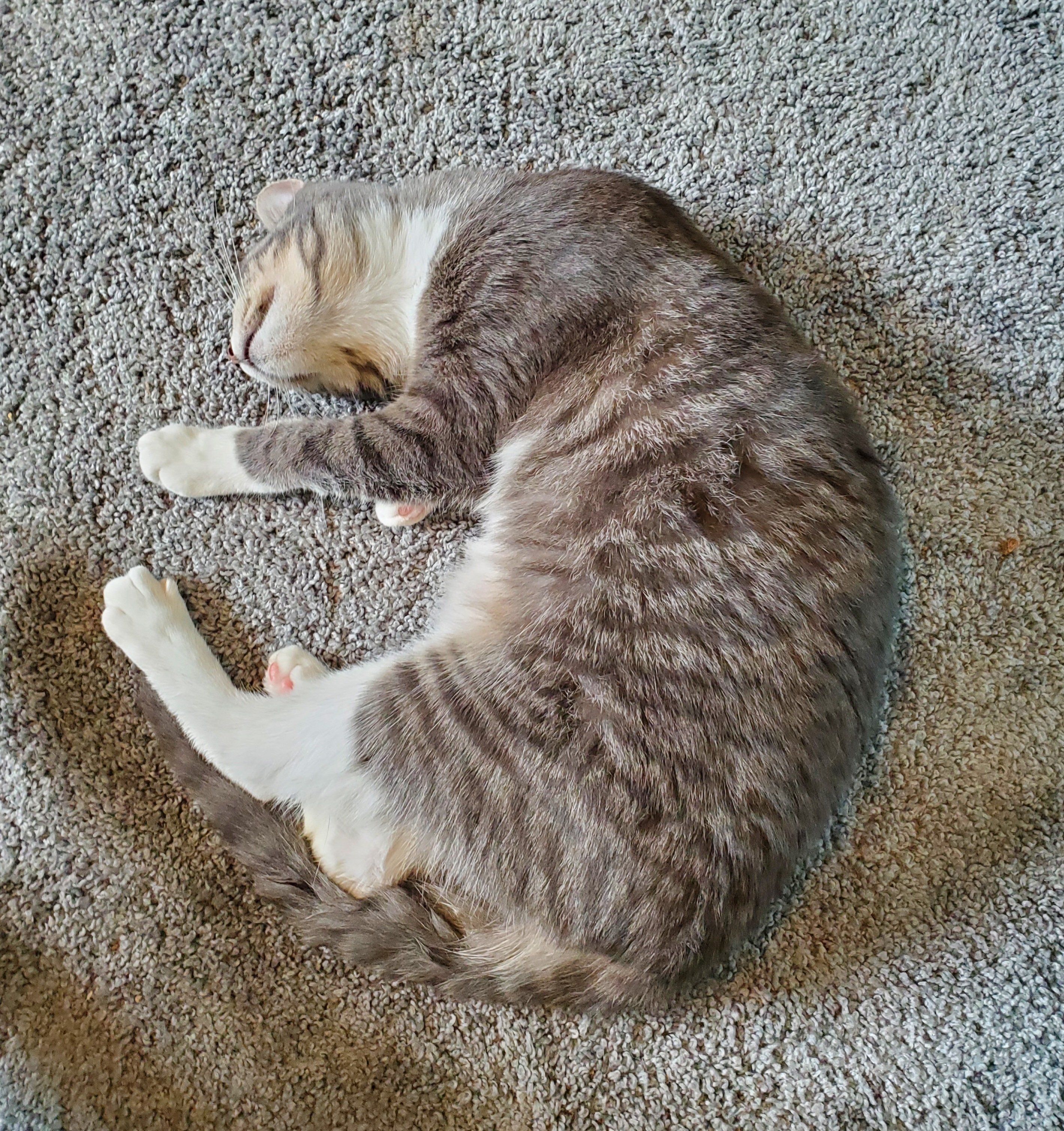 Siri (CH), a Adoptable Domestic Short Hair in Hixson, TN image 3/3