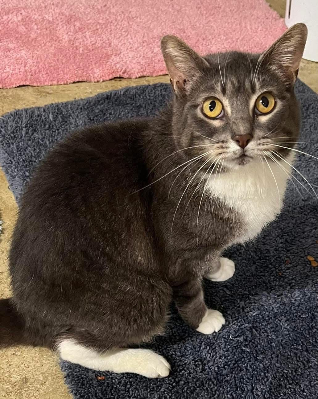 Siri (CH), a Adoptable Domestic Short Hair in Hixson, TN image 2/3