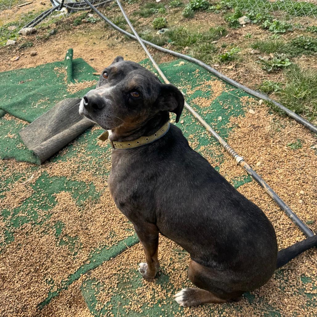 Enlarge Max, a Adoptable Catahoula Leopard Dog in Parrish, AL image 1/6