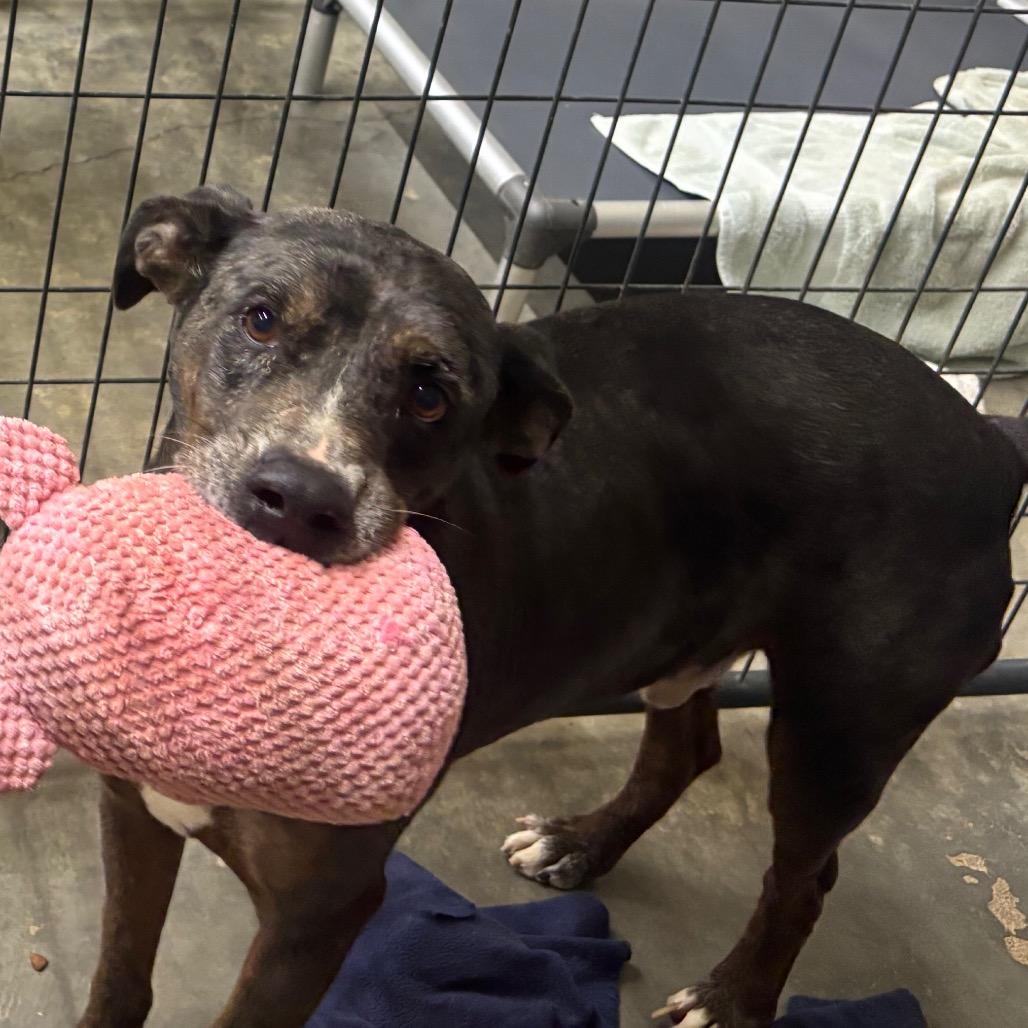 Enlarge Max, a Adoptable Catahoula Leopard Dog in Parrish, AL image 2/6
