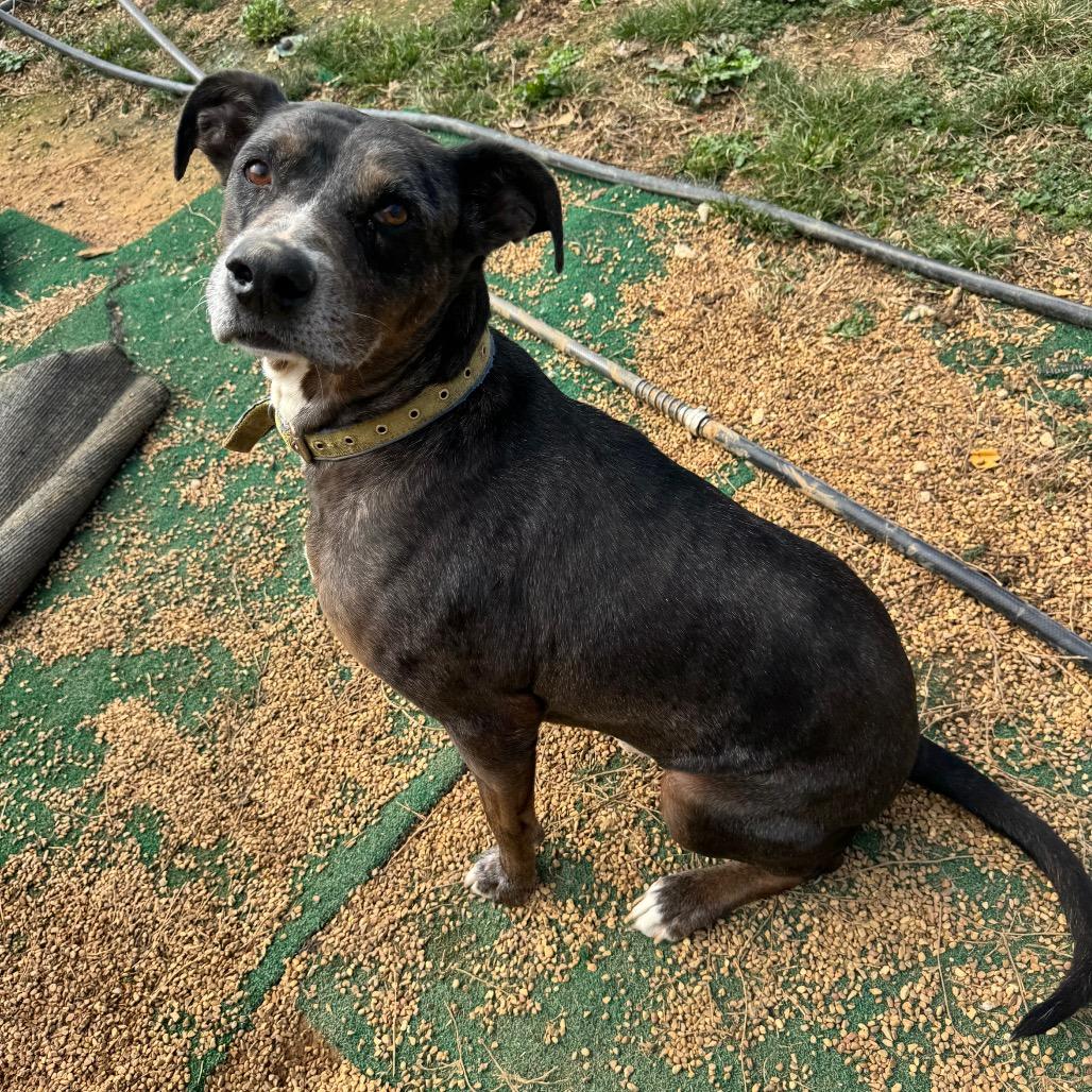 Enlarge Max, a Adoptable Catahoula Leopard Dog in Parrish, AL image 3/6
