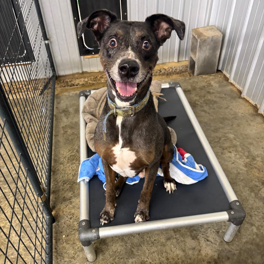 Enlarge Max, a Adoptable Catahoula Leopard Dog in Parrish, AL image 4/6