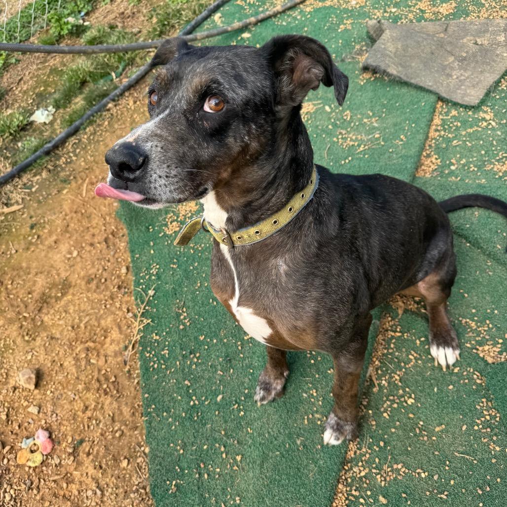 Enlarge Max, a Adoptable Catahoula Leopard Dog in Parrish, AL image 5/6