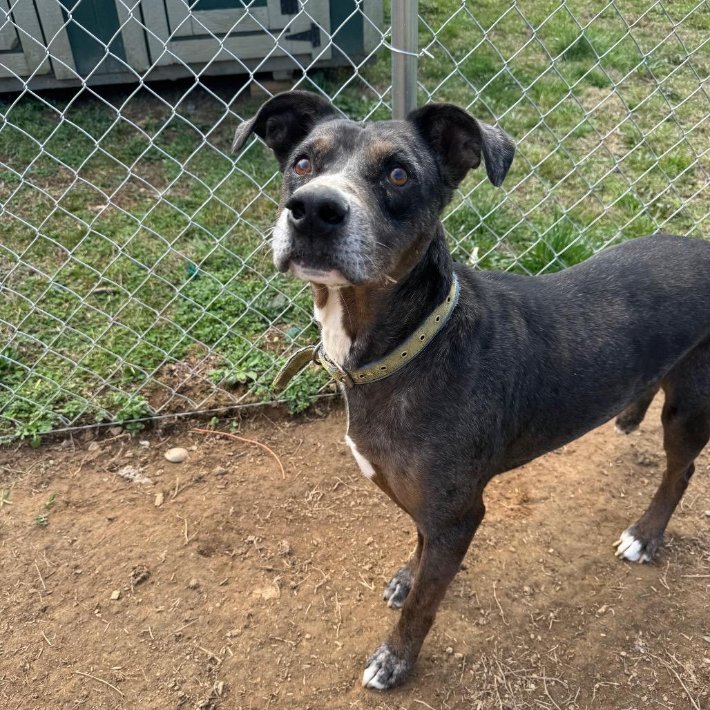 Enlarge Max, a Adoptable Catahoula Leopard Dog in Parrish, AL image 6/6