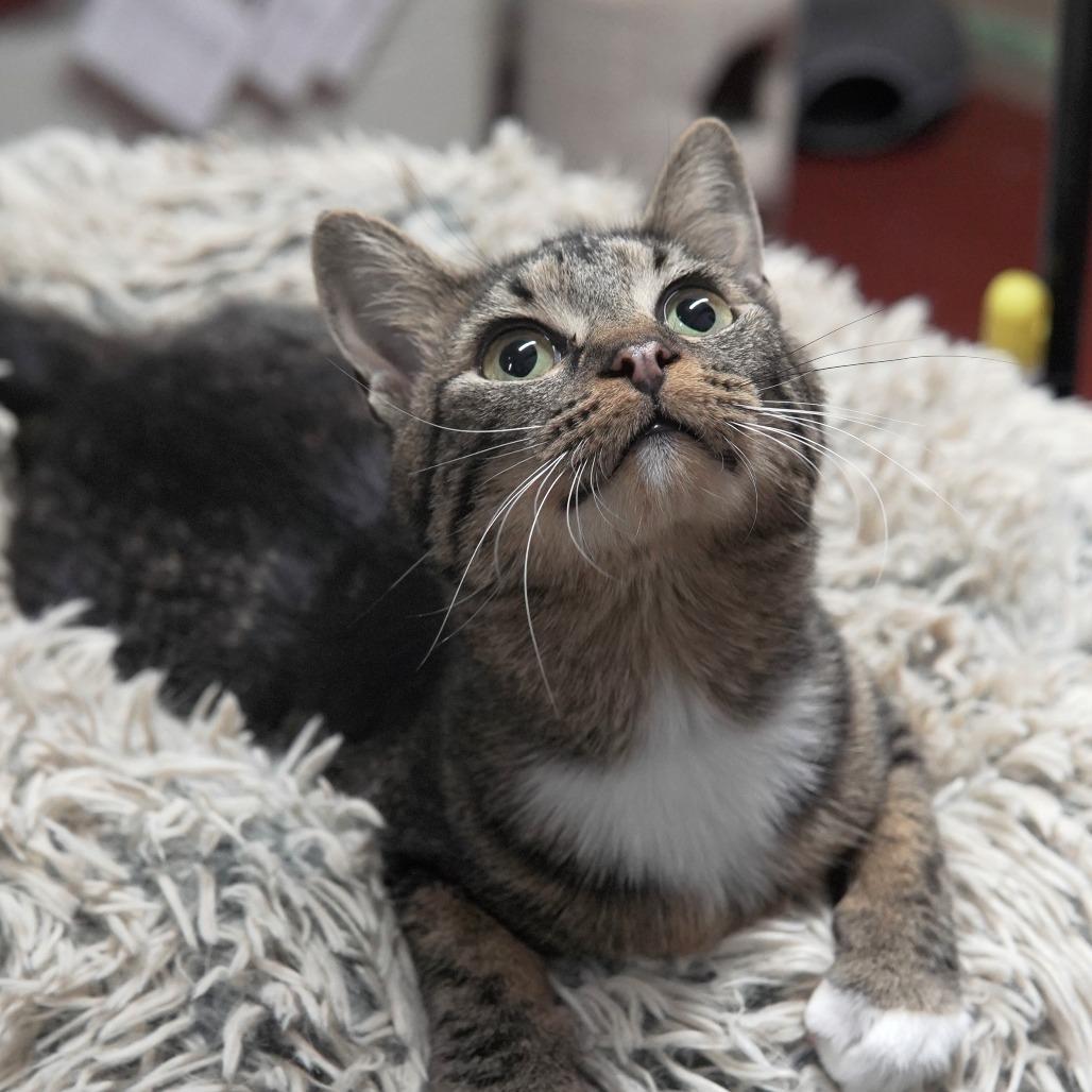 Prima Donna, a Adoptable Domestic Short Hair in Gainesville, GA image 1/2