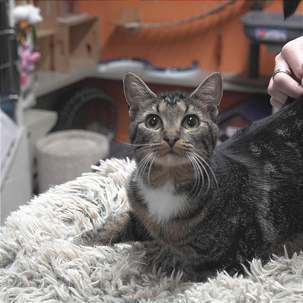 Prima Donna, a Adoptable Domestic Short Hair in Gainesville, GA image 2/2