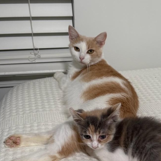 Pearl, a Adoptable Domestic Short Hair in DICKSON, TN image 2/4