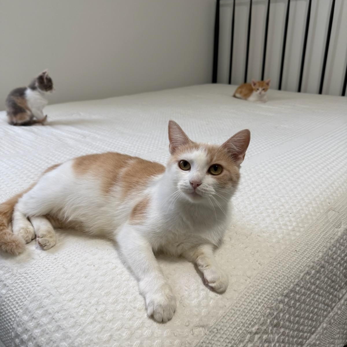 Pearl, a Adoptable Domestic Short Hair in DICKSON, TN image 1/4