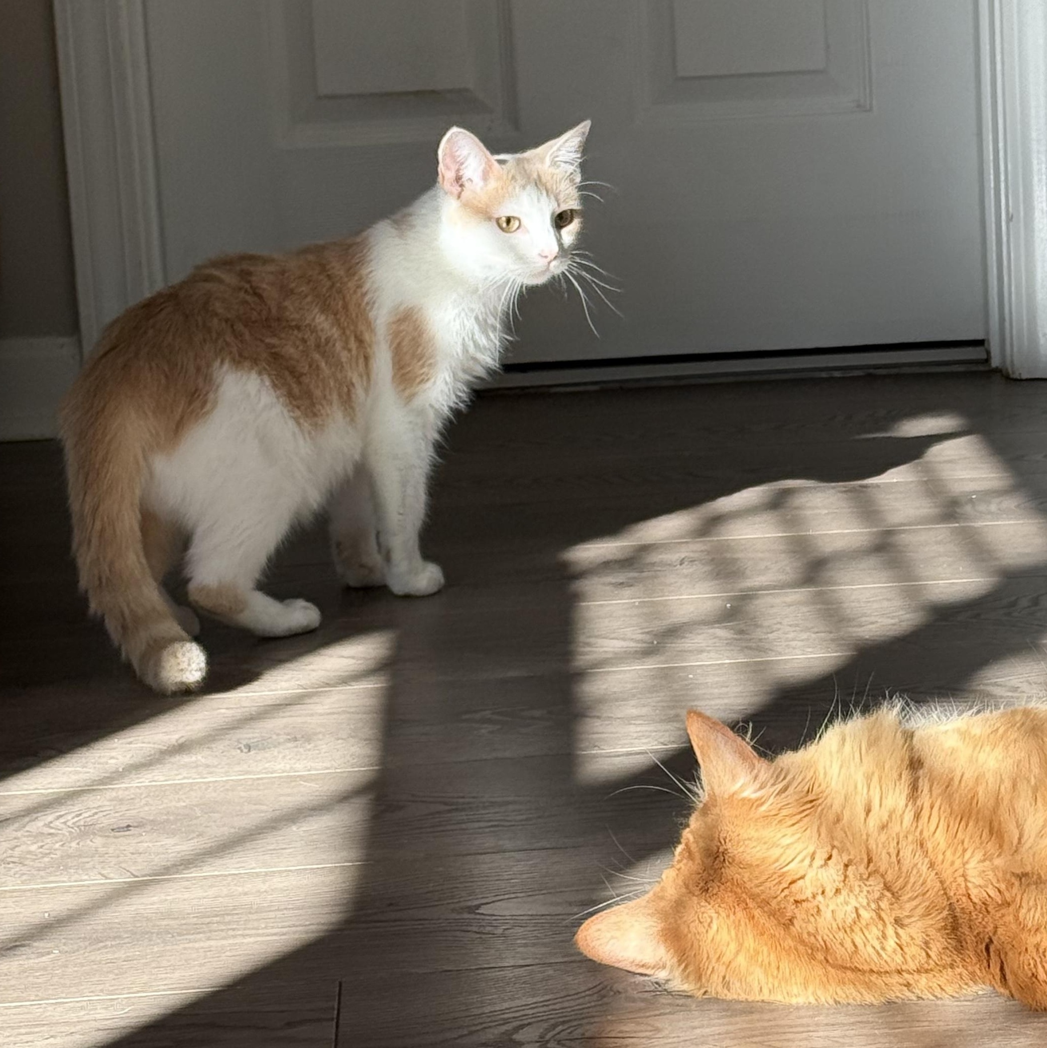 Pearl, a Adoptable Domestic Short Hair in DICKSON, TN image 4/4