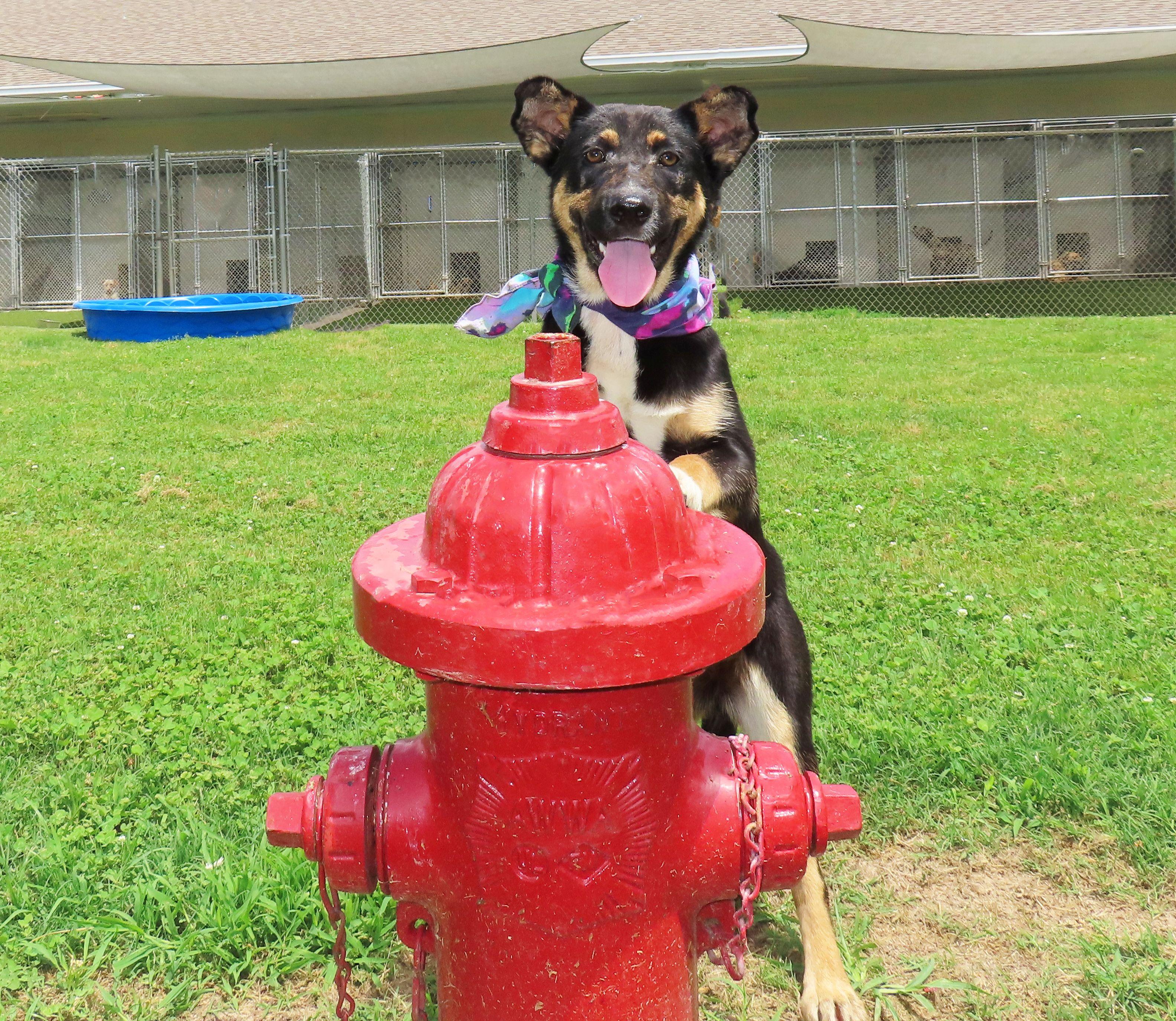 June Bug 26C-125B, an adopted mixed breed in Rogers, AR image 2/5