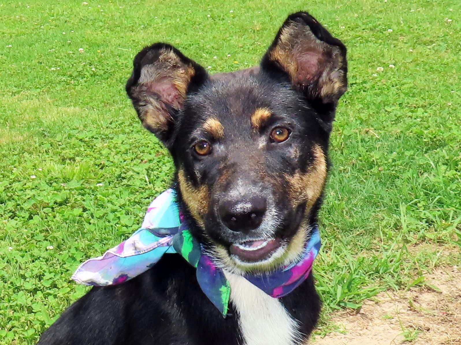 June Bug 26C-125B, adopted, Puppy Female German Shepherd Dog & Australian Kelpie.