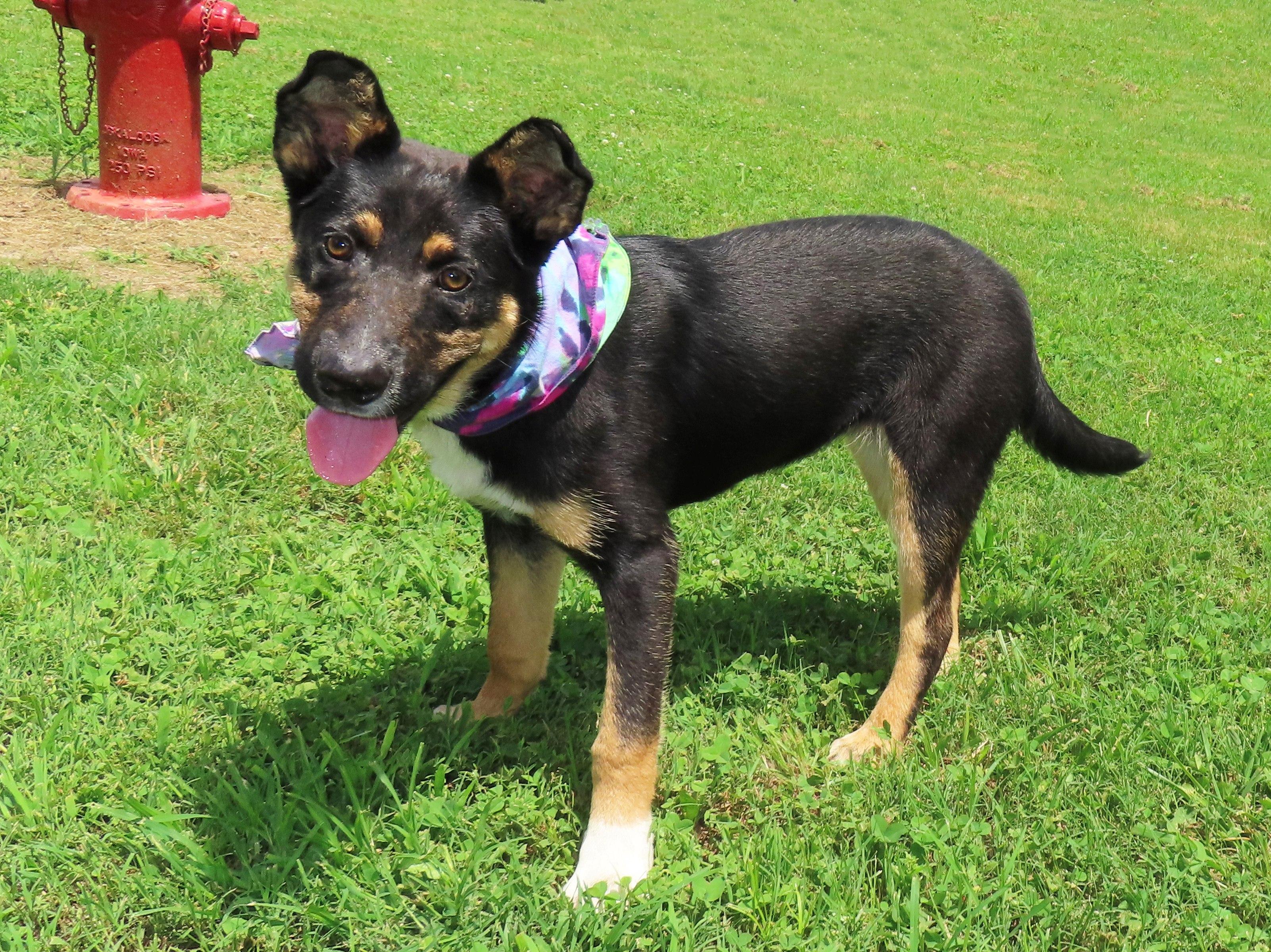 June Bug 26C-125B, an adopted mixed breed in Rogers, AR image 3/5
