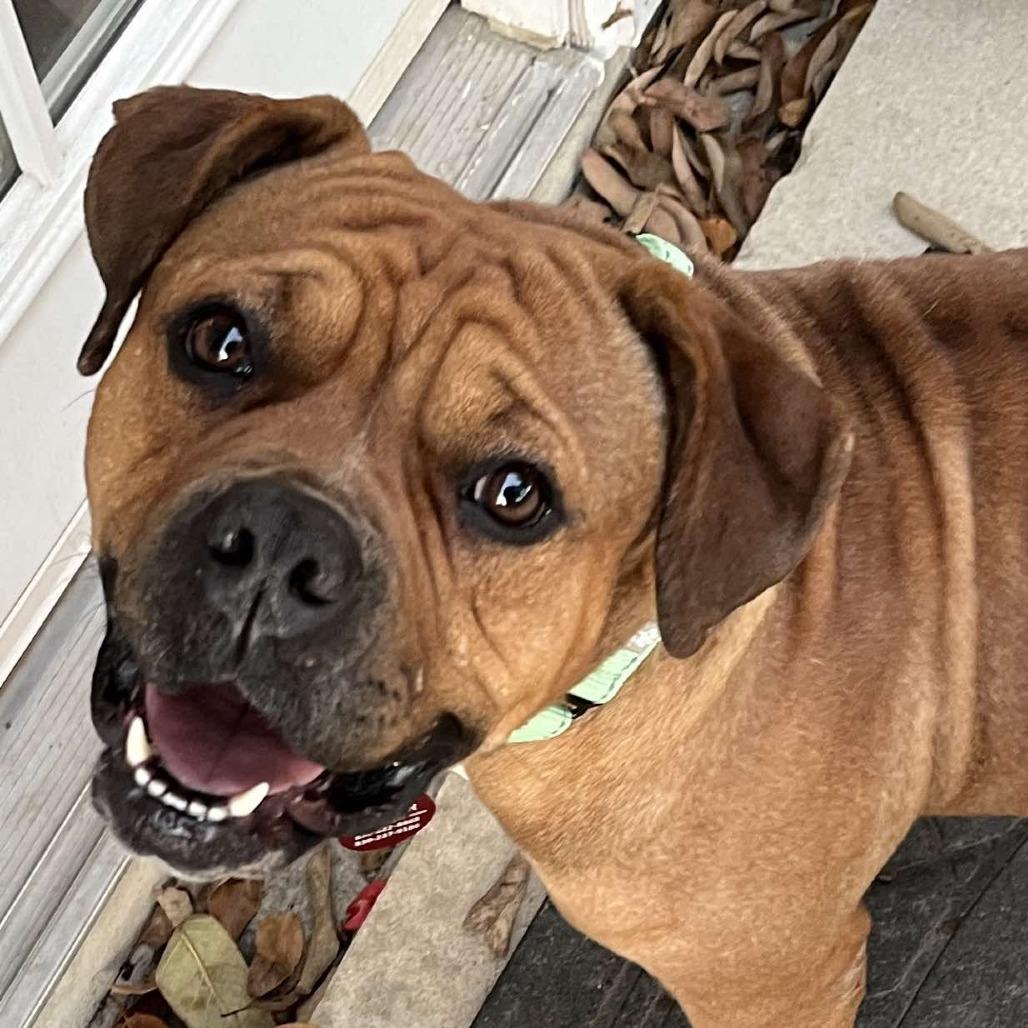 Dutchess Bulldog Dog