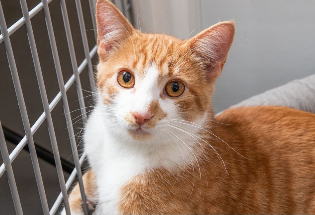 Enlarge Gemini, a Adoptable Domestic Short Hair in Williamsport, PA image 1/3