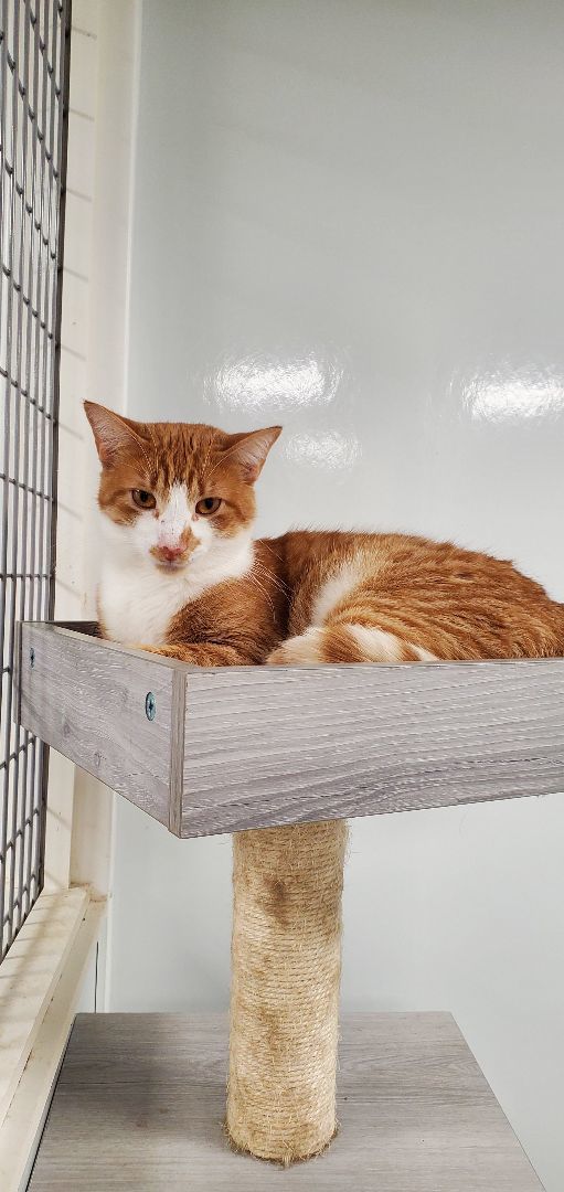 Enlarge Gemini, a Adoptable Domestic Short Hair in Williamsport, PA image 2/3