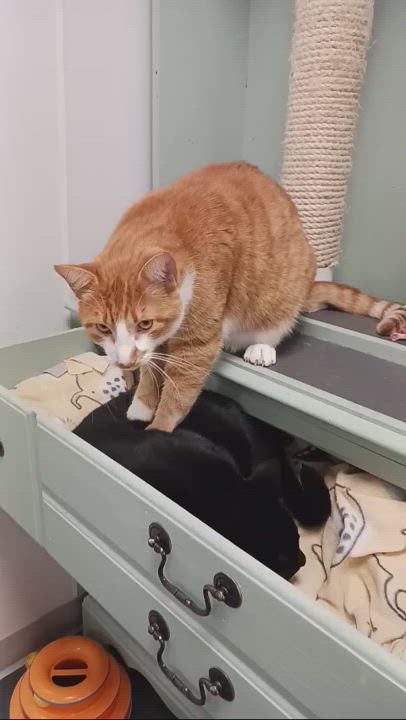 Enlarge Gemini, a Adoptable Domestic Short Hair in Williamsport, PA video 3/3