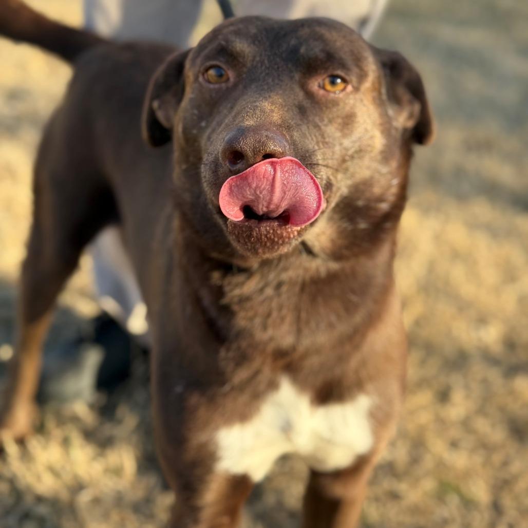 Trotter, Adoptable, Adult Male Chocolate Labrador Retriever & Cattle Dog.