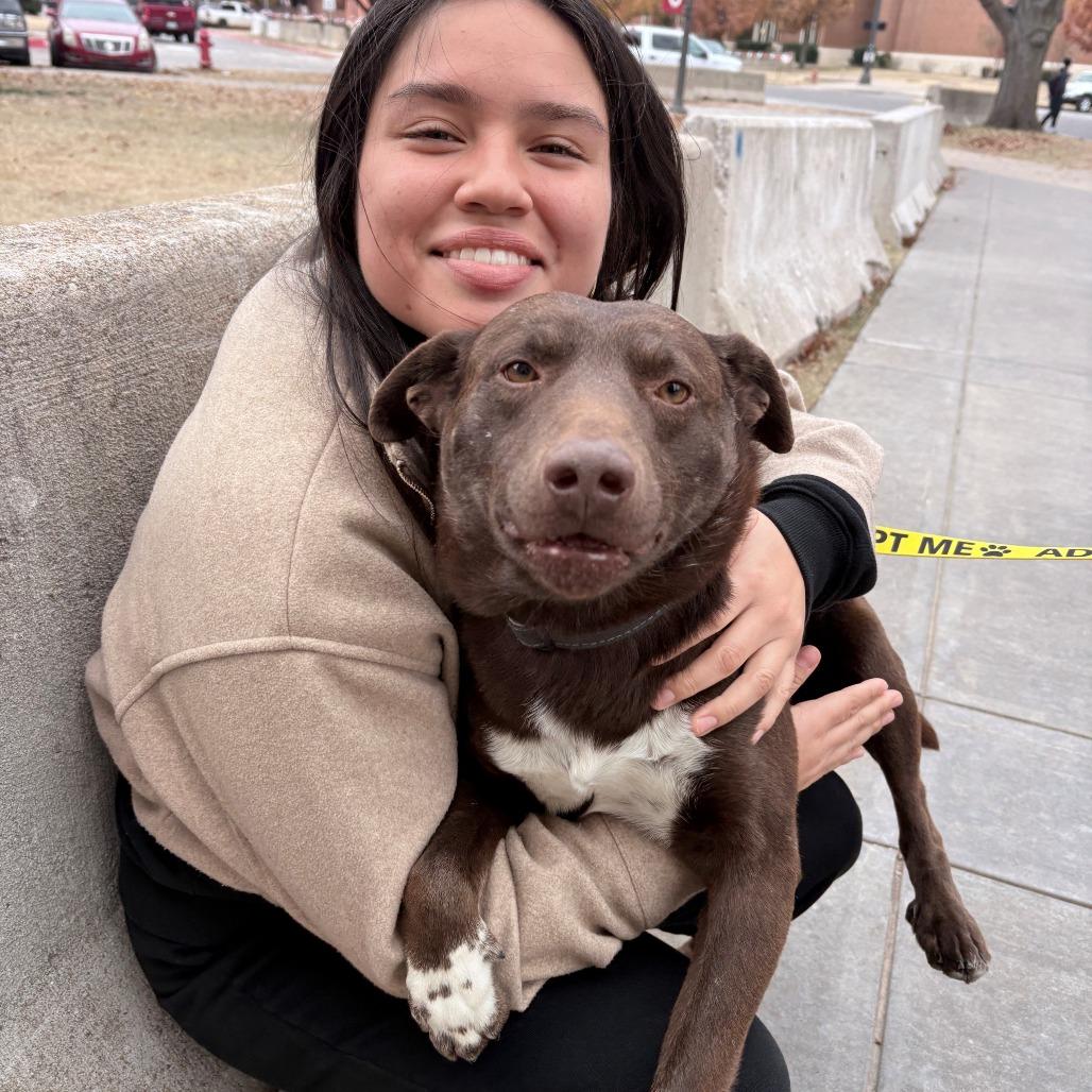 Enlarge Trotter, a Adoptable mixed breed in Norman, OK image 2/6