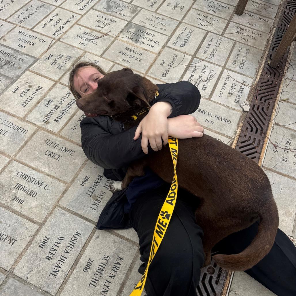 Enlarge Trotter, a Adoptable mixed breed in Norman, OK image 3/6