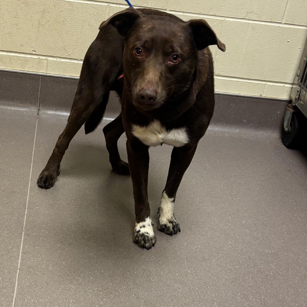 Enlarge Trotter, a Adoptable mixed breed in Norman, OK image 4/6