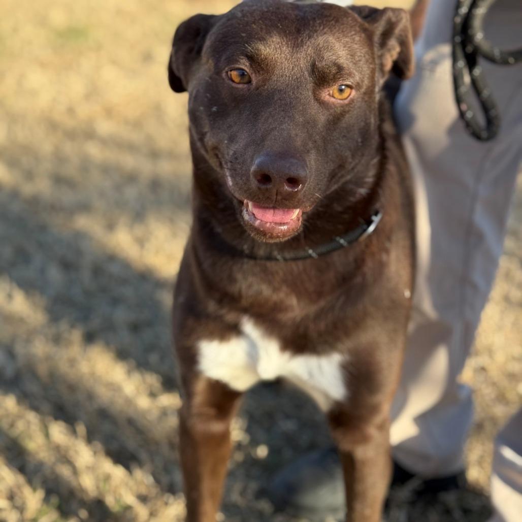 Enlarge Trotter, a Adoptable mixed breed in Norman, OK image 5/6