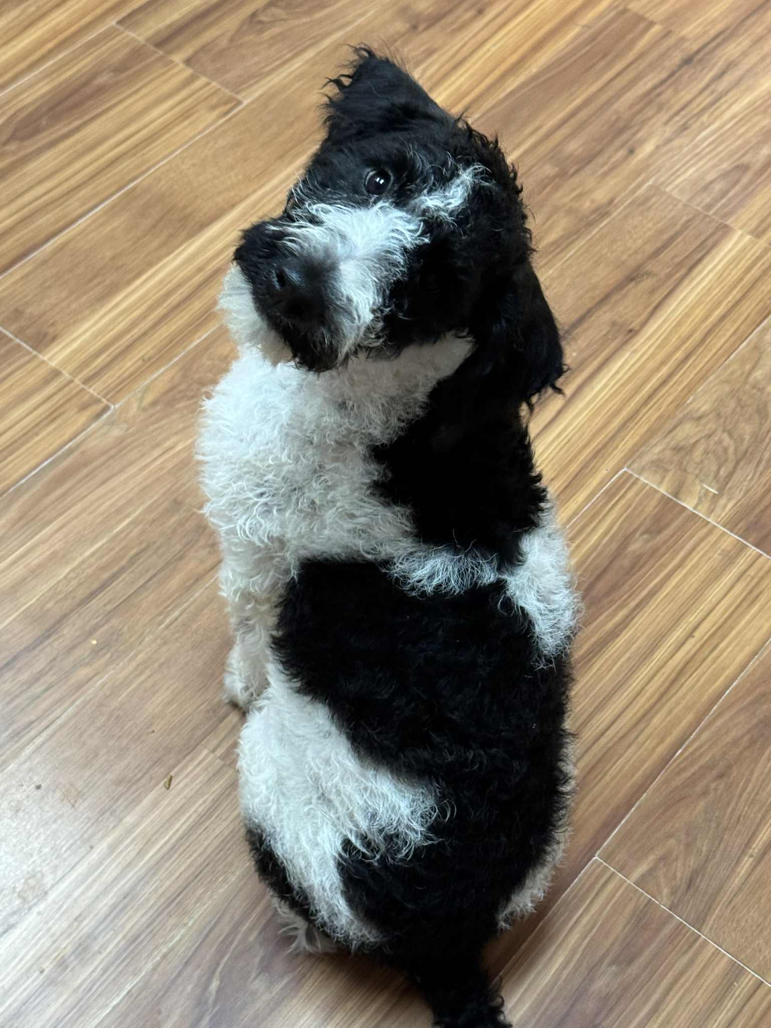 Enlarge INDY, an adopted Labradoodle in Palmdale, CA image 3/6