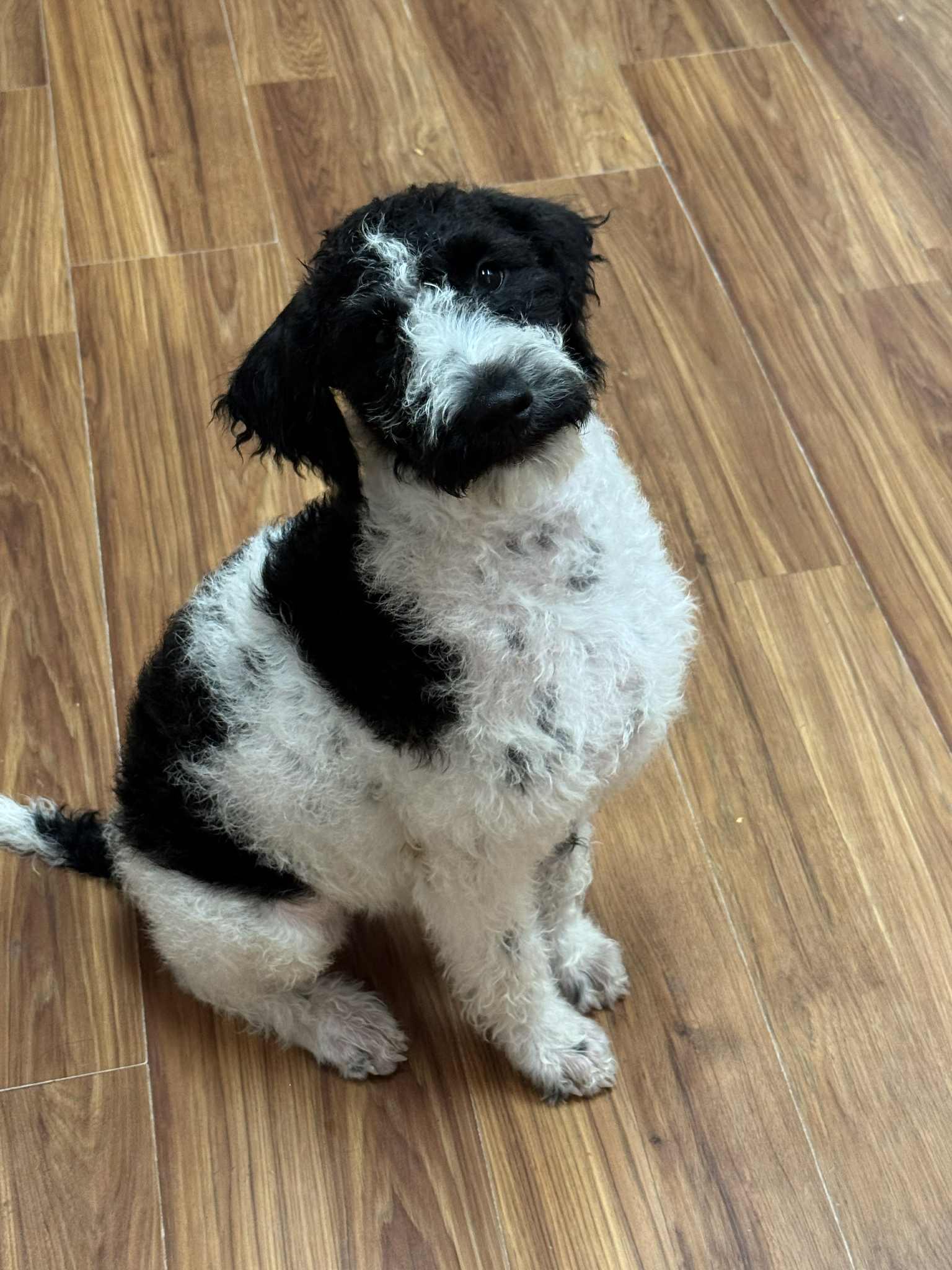 Enlarge INDY, an adopted Labradoodle in Palmdale, CA image 2/6