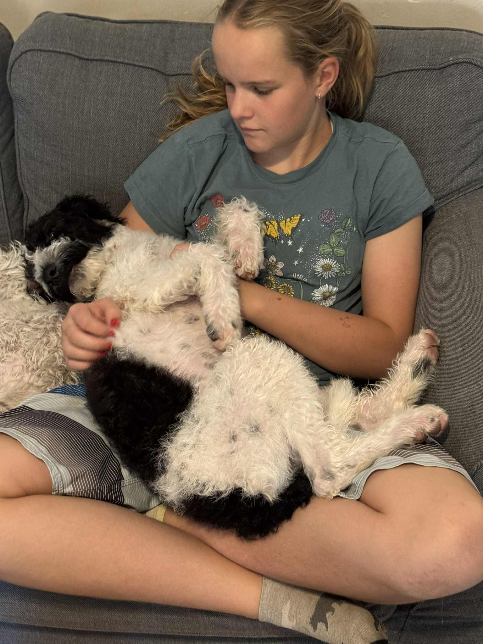 INDY, adopted, Puppy Male Labradoodle.