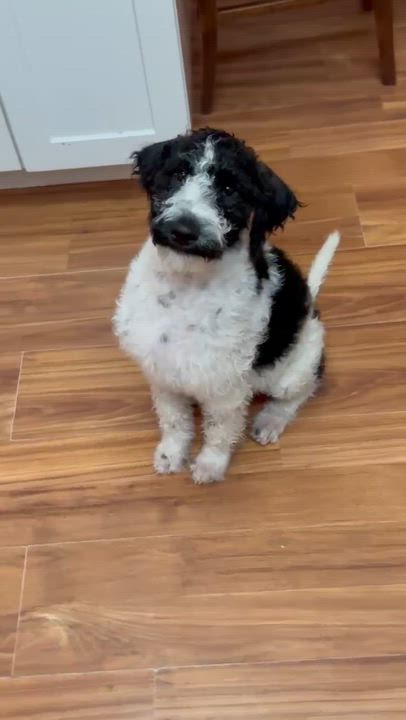 Enlarge INDY, an adopted Labradoodle in Palmdale, CA video 5/6