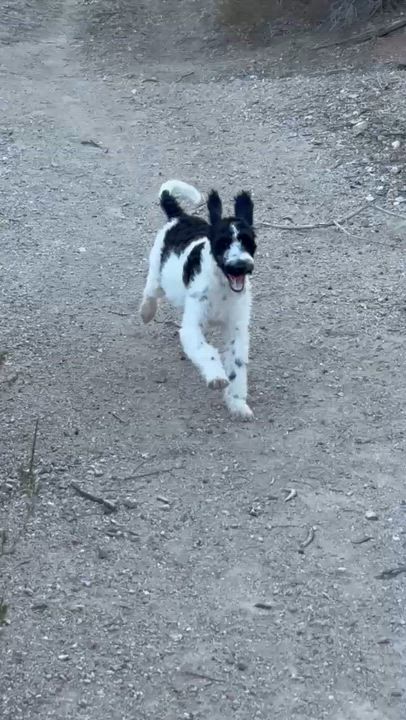 Enlarge INDY, an adopted Labradoodle in Palmdale, CA video 6/6