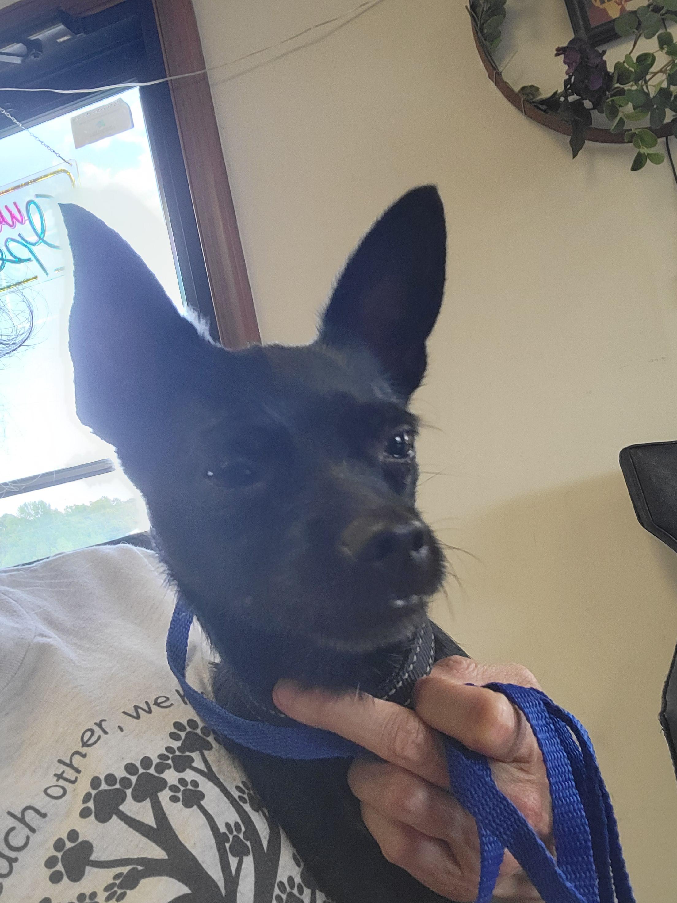 Smoke, a ADOPTABLE mixed breed in Rocky Mount, NC image 2/2