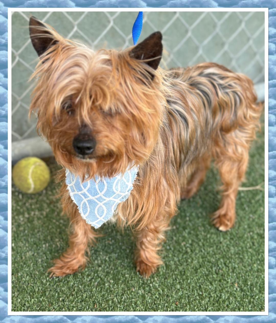 Enlarge Rocky- Yorkie 2026, a ADOPTABLE Yorkshire Terrier in Woodstock, GA image 3/3