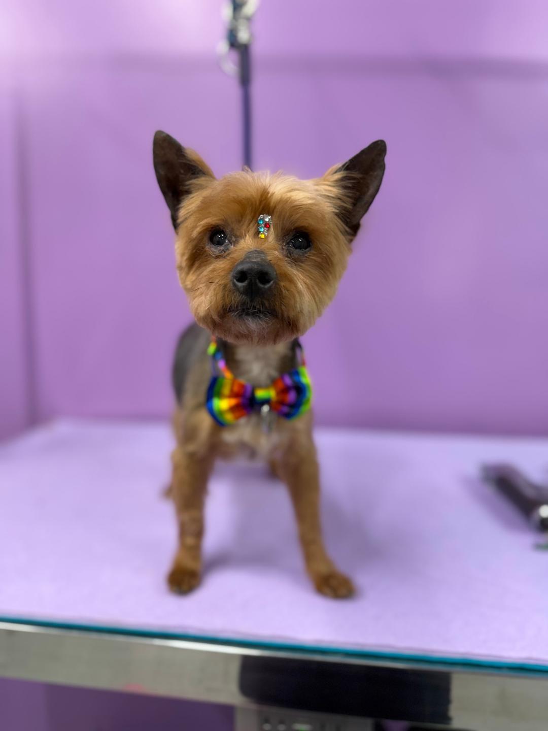 Enlarge Rocky- Yorkie 2026, a ADOPTABLE Yorkshire Terrier in Woodstock, GA image 2/3