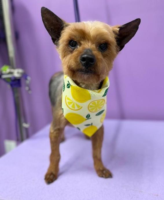 Enlarge Rocky- Yorkie 2026, a ADOPTABLE Yorkshire Terrier in Woodstock, GA image 1/4