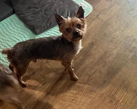 Rocky- Yorkie 2026, ADOPTABLE, Senior Male Yorkshire Terrier.