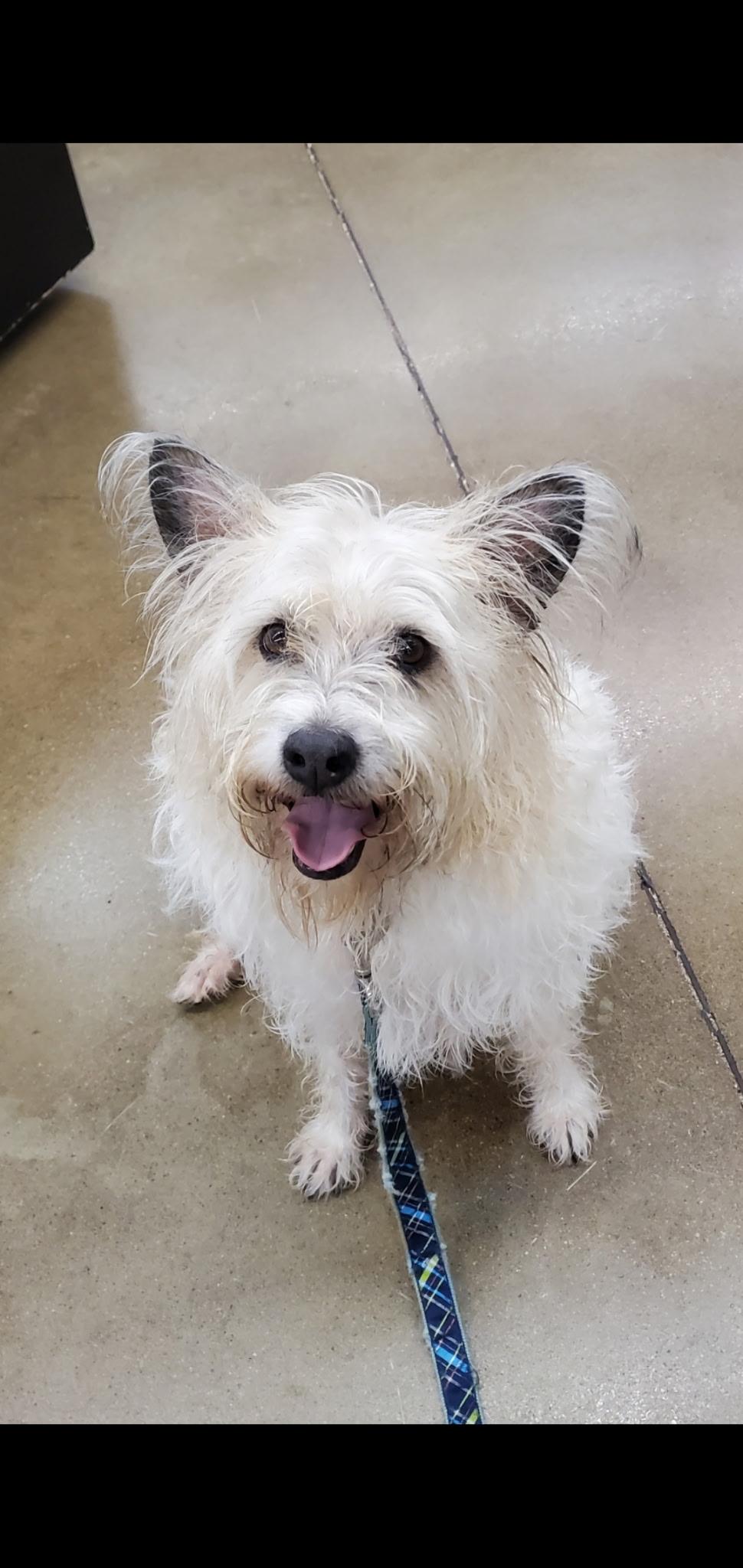 Rufus, ADOPTABLE, Adult Male West Highland White Terrier / Westie.