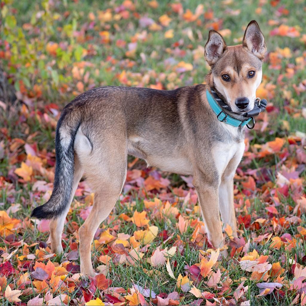 Judy, Adoptable, Adult Female Cattle Dog & Mixed Breed.