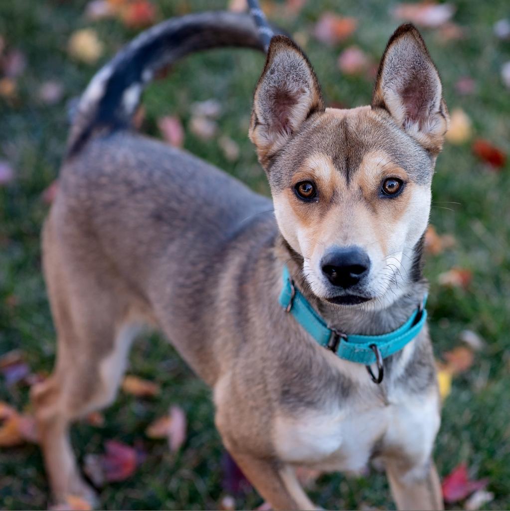Enlarge Judy, a Adoptable mixed breed in Olathe, KS image 2/6
