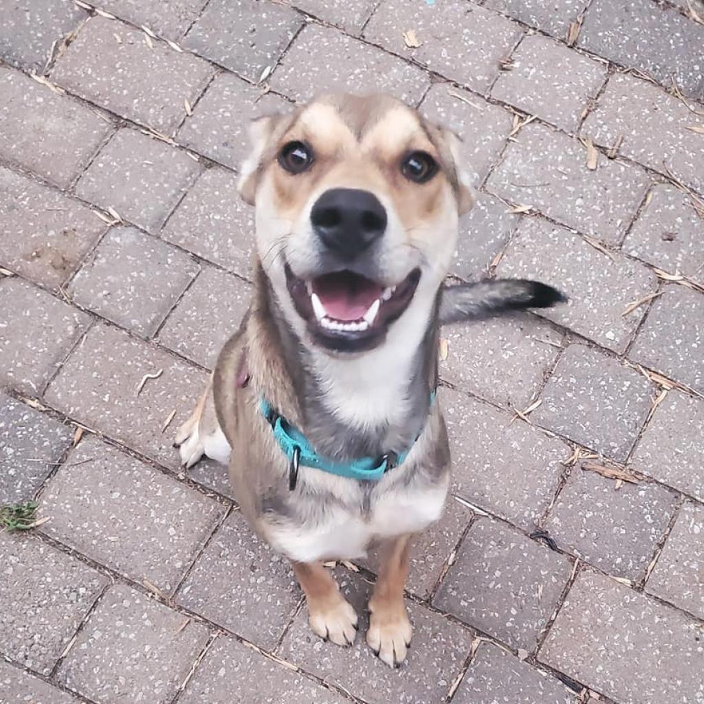 Enlarge Judy, a Adoptable mixed breed in Olathe, KS image 3/6