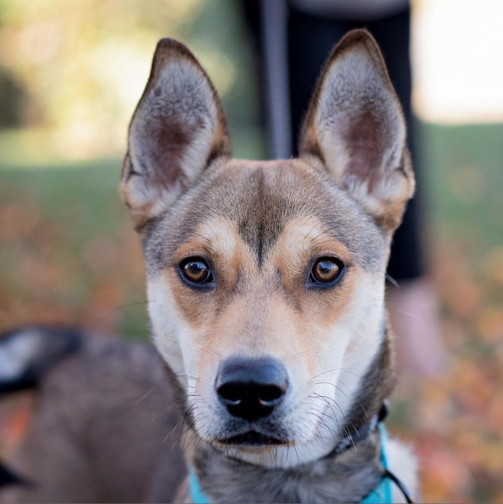 Enlarge Judy, a Adoptable mixed breed in Olathe, KS image 4/6