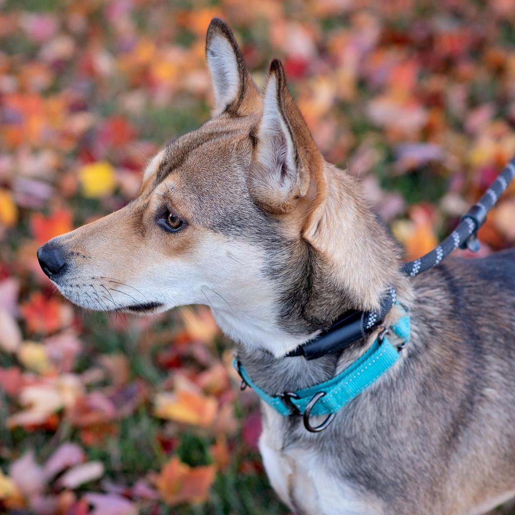 Enlarge Judy, a Adoptable mixed breed in Olathe, KS image 5/6