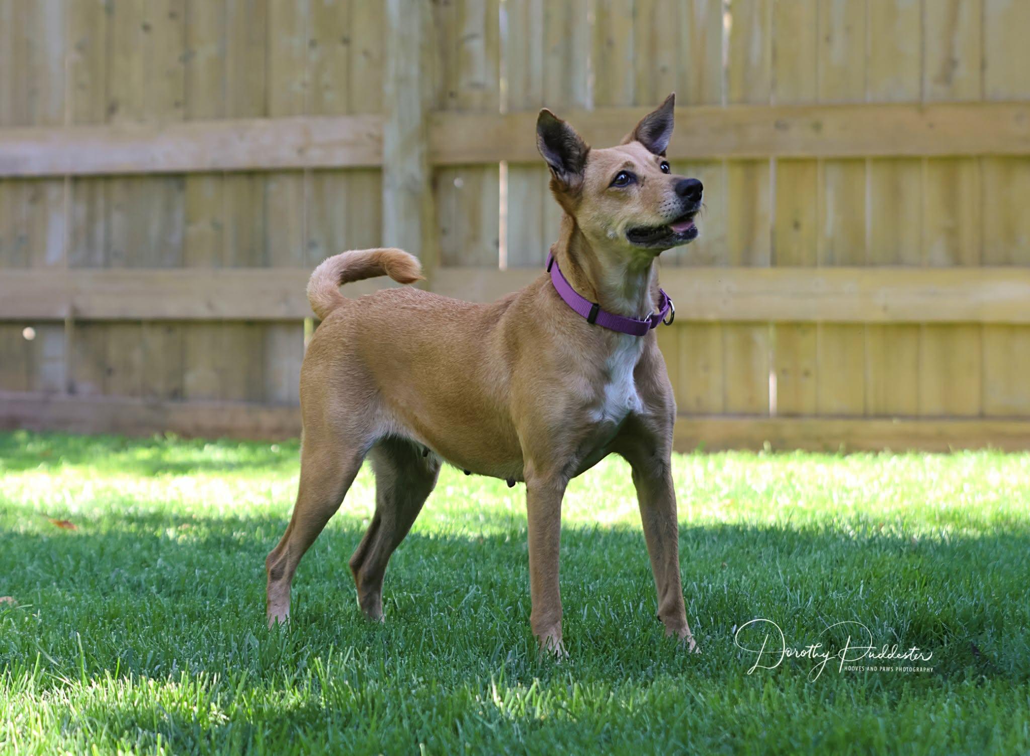 Caramel, Adoptable, Adult Female Basenji & Australian Kelpie.