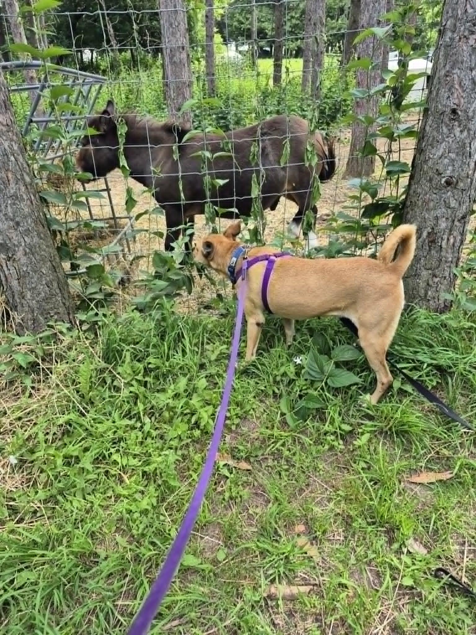 Caramel (Cara), a Adoptable Whippet in Erin, ON image 4/6