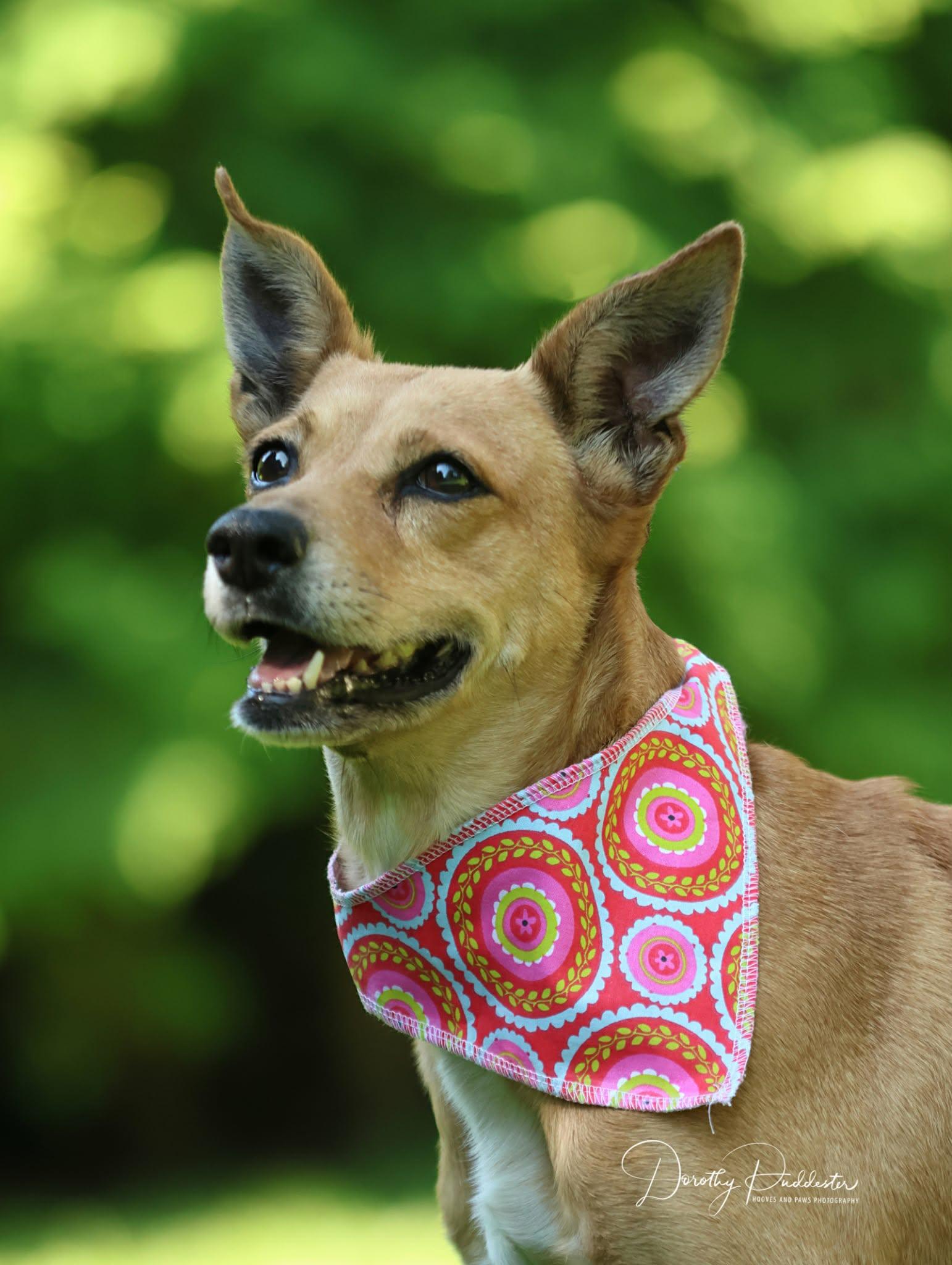 Enlarge Caramel, a Adoptable mixed breed in Erin, ON image 4/6