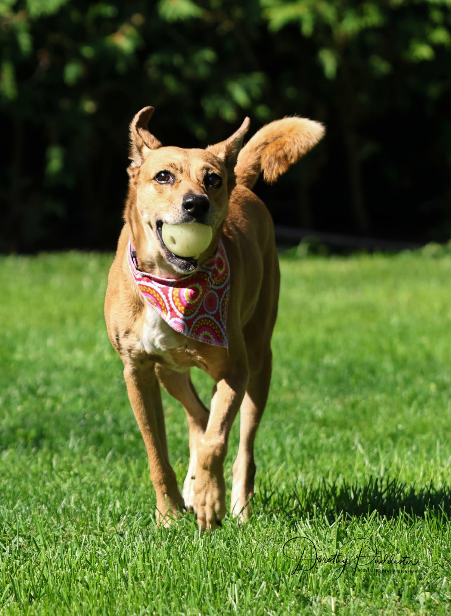 Enlarge Caramel, a Adoptable mixed breed in Erin, ON image 6/6